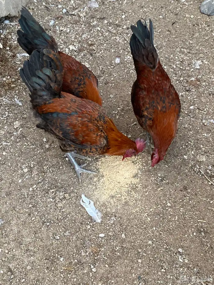 للبيع ديوك فيومي 5