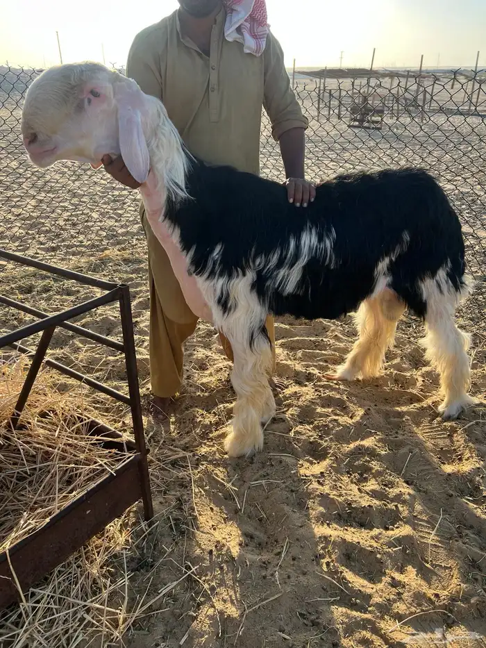 فحل نجدي صنف 0