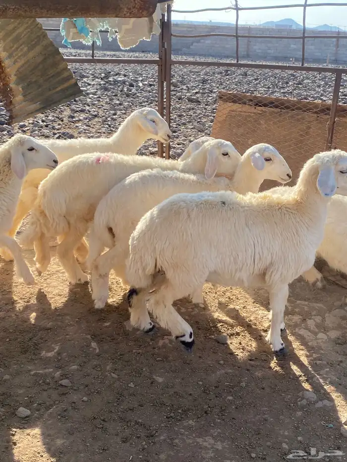 السويرقية 4