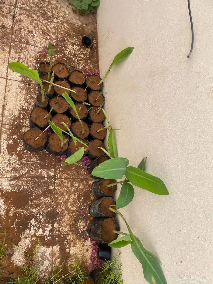 جميع الشتلات المعروضه ب 3 ريال بس العرض لنفاذ الكميه 19