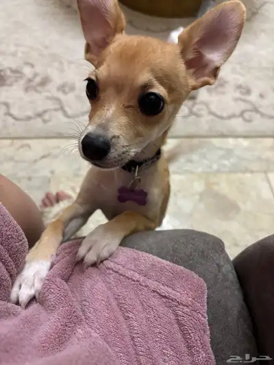 كلب شيواوا صغير للبيع index