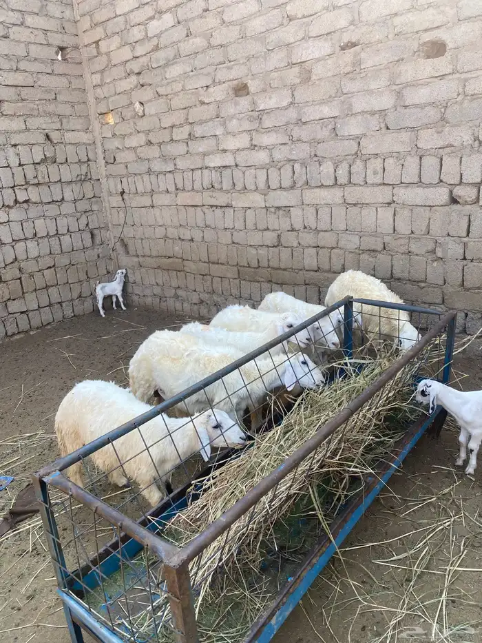 طليان حري 3