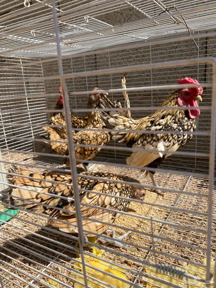 دجاج براهما دجاجتين وديك 6