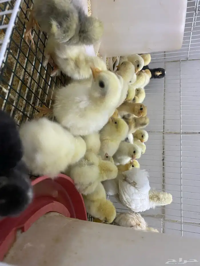 صيصان كوشن 1