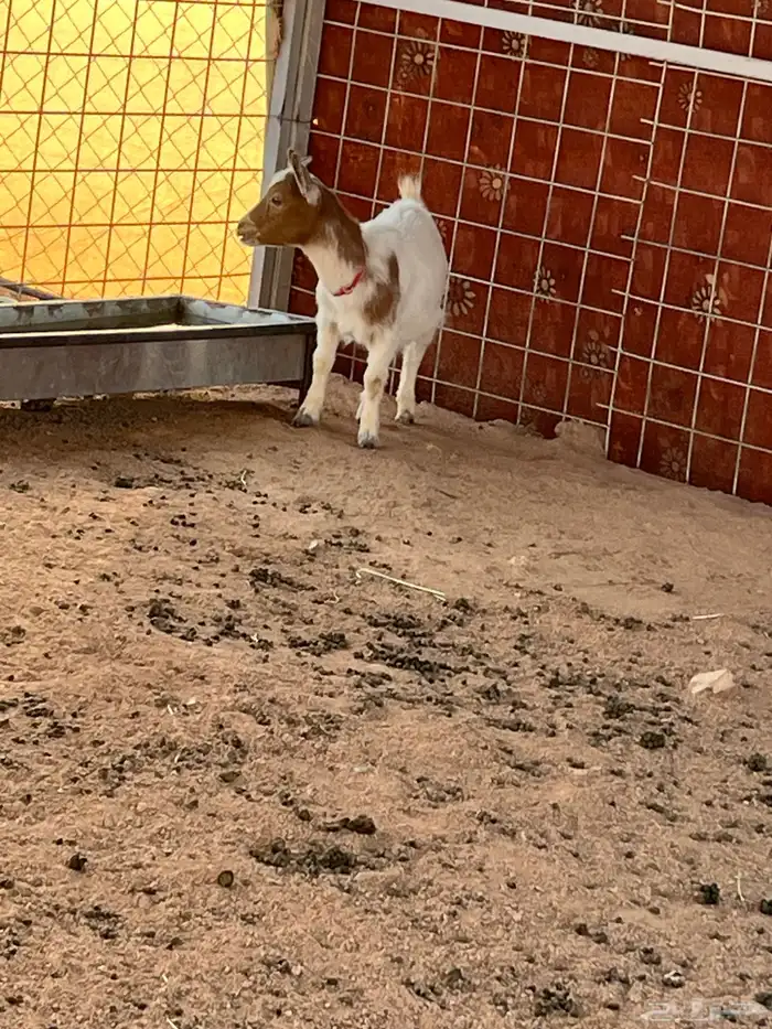 ماعز قزم 3