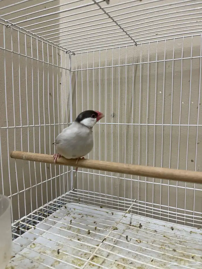 ذكر جاوا طفرة 7