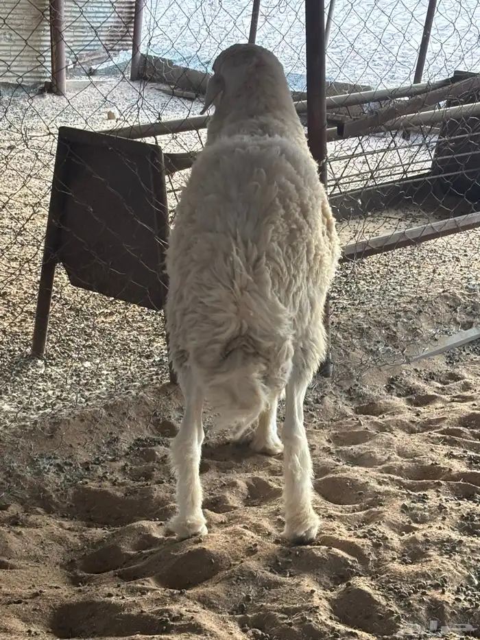 طلي فحل. صنف من اصول طيبه 8