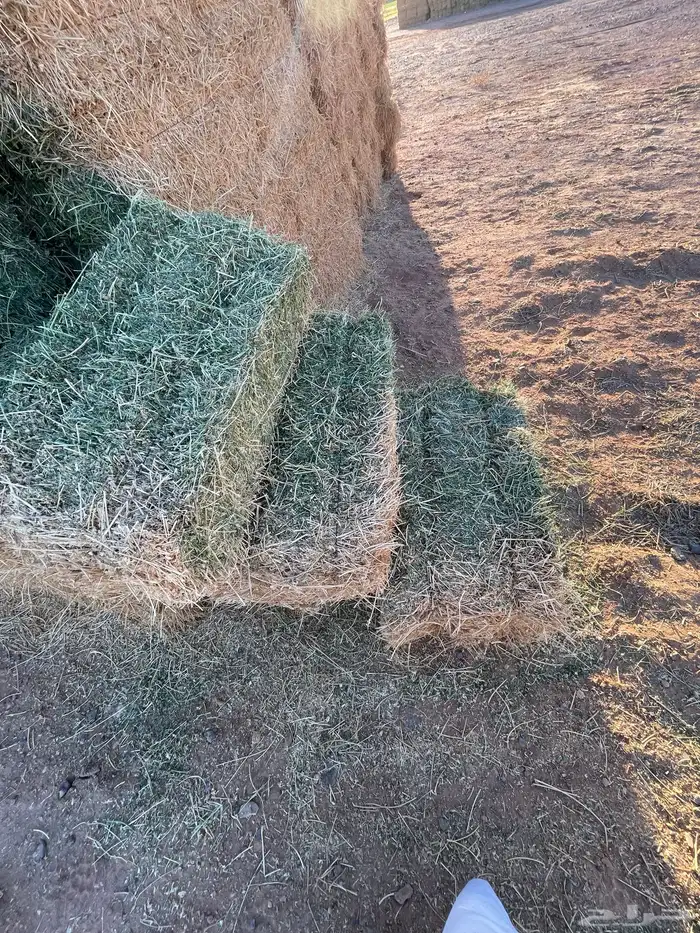 برسيم شركات الجوف بسيطا 17