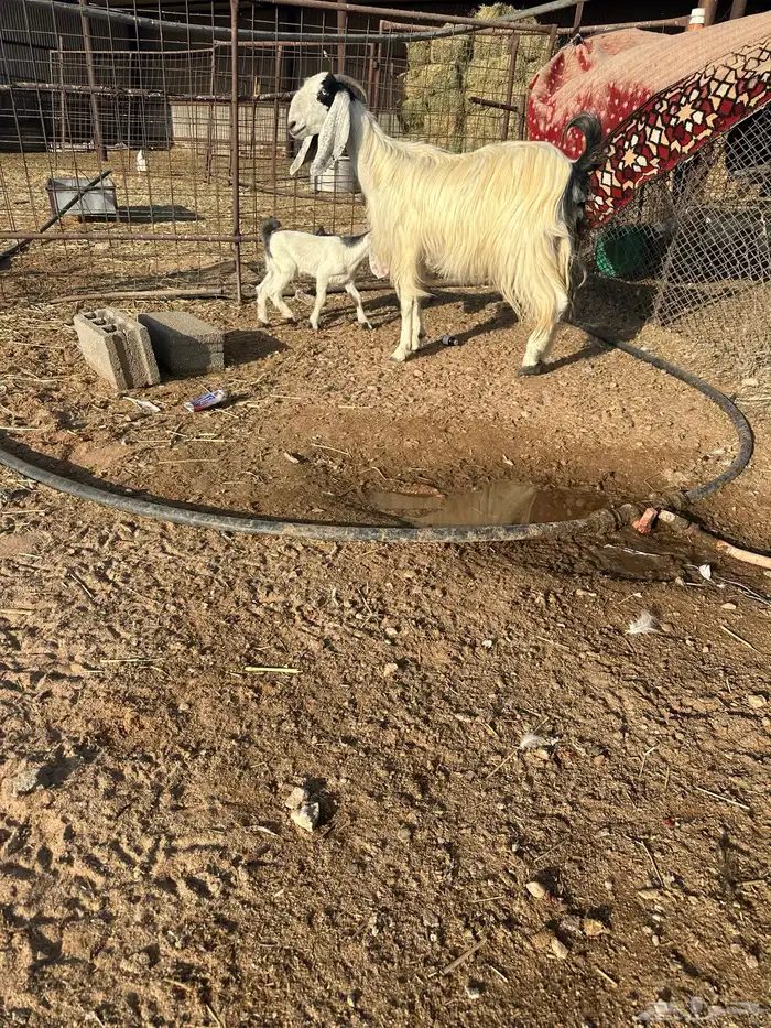عنز مشروكه 0