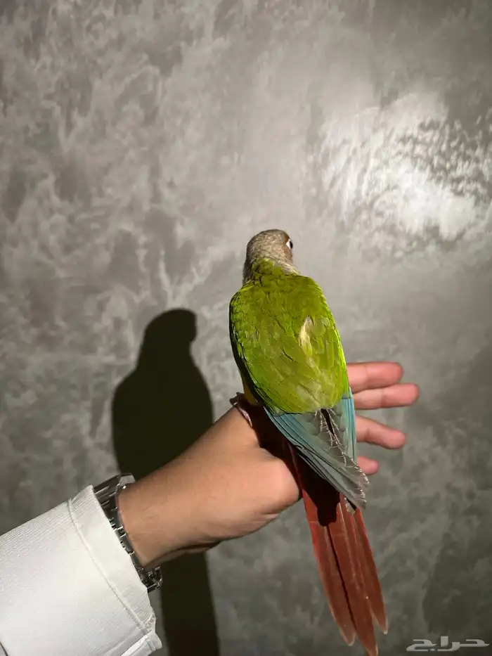 فرخ كنيور اناناس دبل رد فاكتور 1