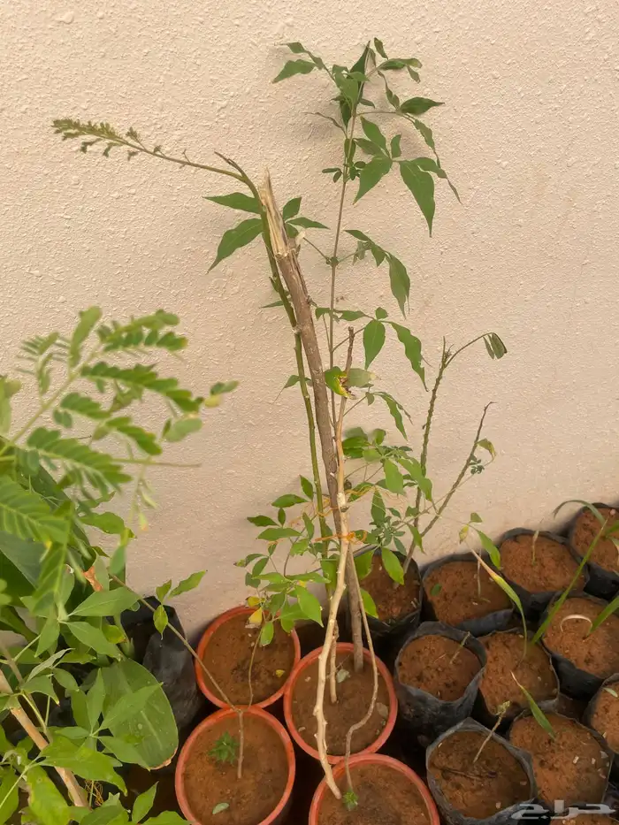 جميع الشتلات المعروضه ب 3 ريال بس العرض لنفاذ الكميه 13