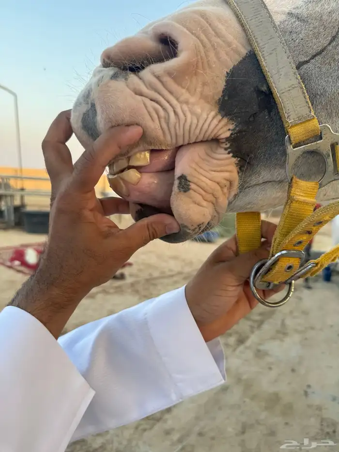 فرس شعبيه لقاح للبيع 2