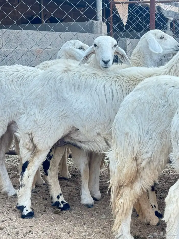رخال صنف دفيع 16