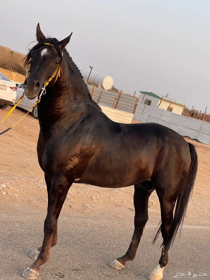 مهره شعبيه دهما 3