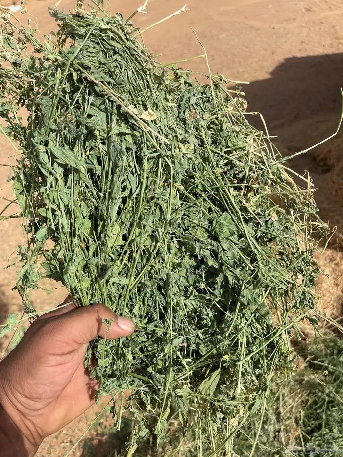 رشاش برسيم محوري للإيجار 7