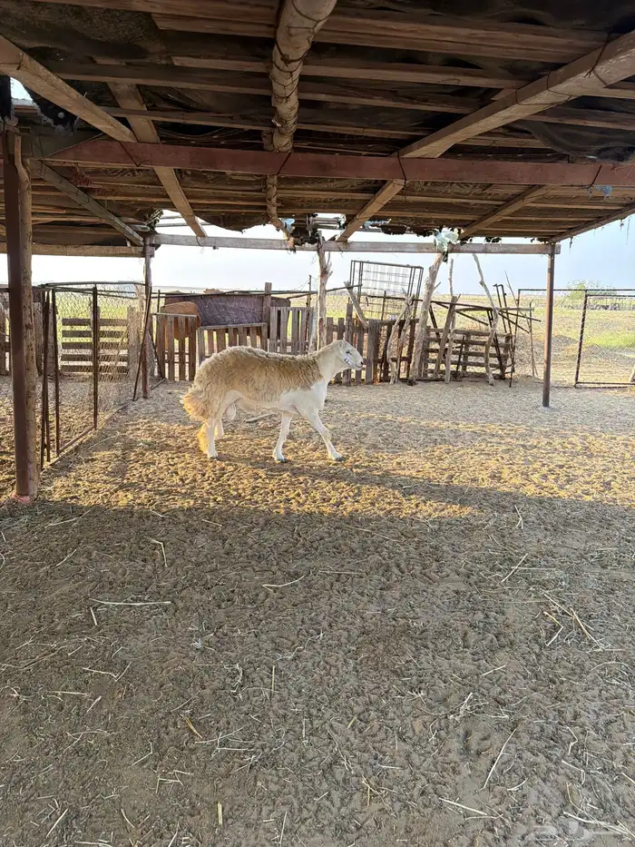 مشروع فحل صنف الصنف تمم البيع 0