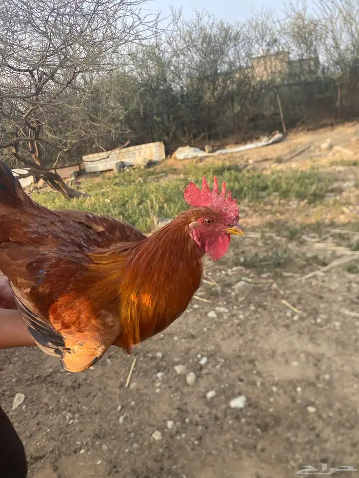 الموقع محايل عسير 0