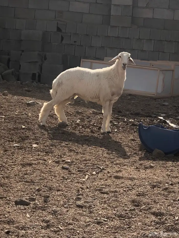 غنم مسروقه العدد 4 كما واضح في الصورة 4