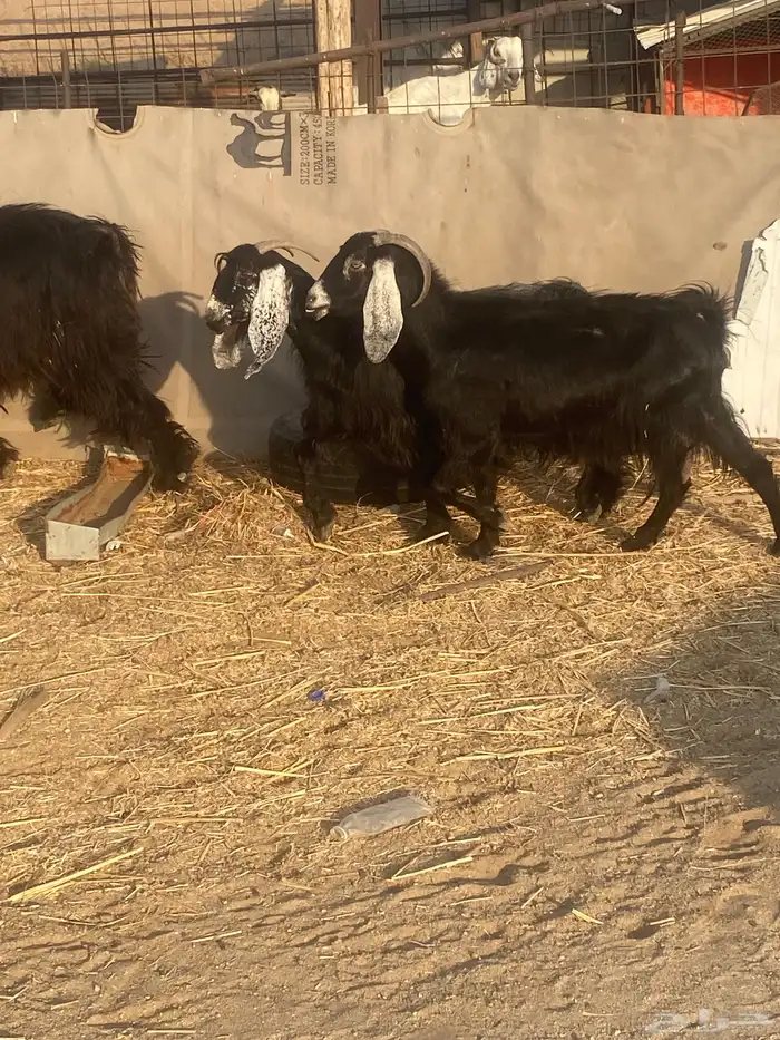 معزا عوارض 5