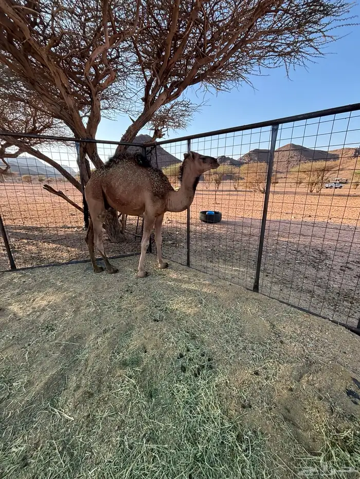 قعود حق 0