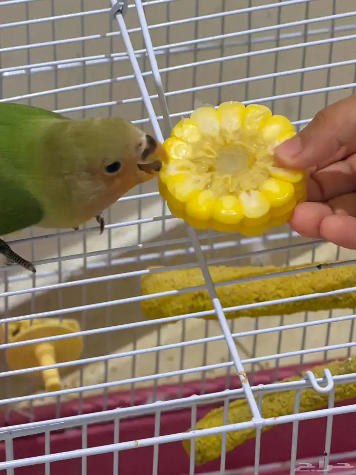 روز اليف ياكل من يدك تصنيف جميل مناسب للجميع لحق العرض 1