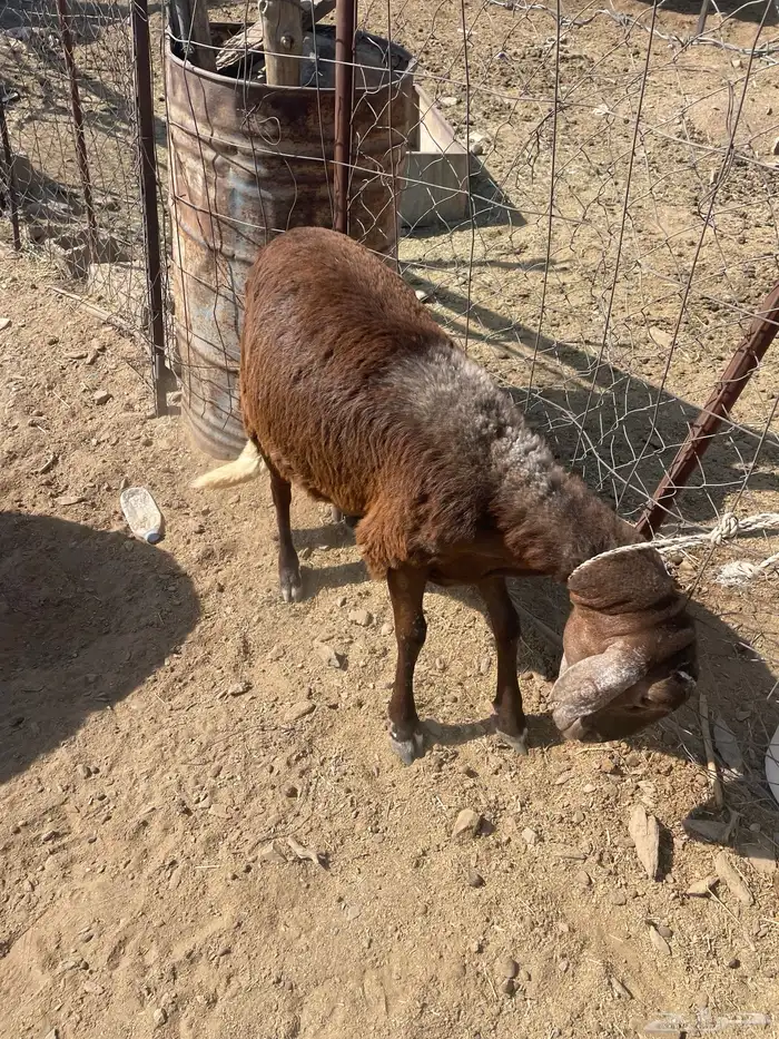 للبيع طلي ساكني 1