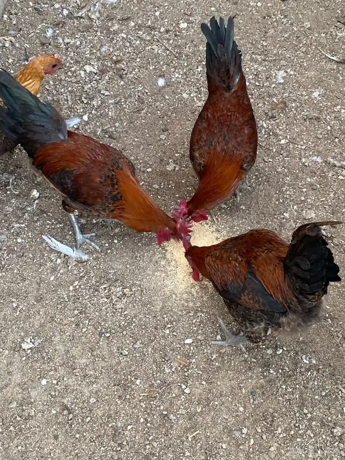 للبيع ديوك فيومي 2