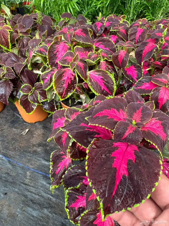 نباتات وأشجار طبيعي 11