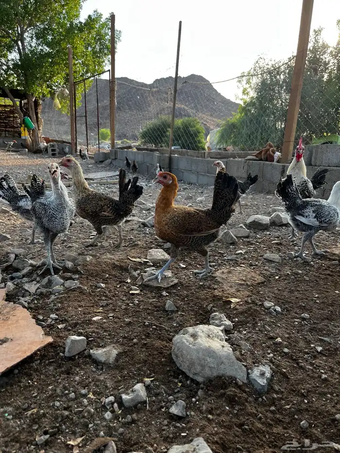 بيع دجاج جمله او تفريد 5