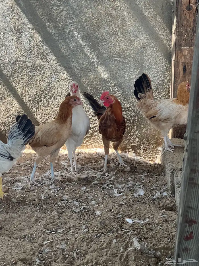 دجاج بلدي بشاير عمر 6 شهور 0