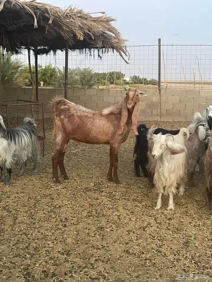 تيس هولندي للبيع شرط يظرب 2