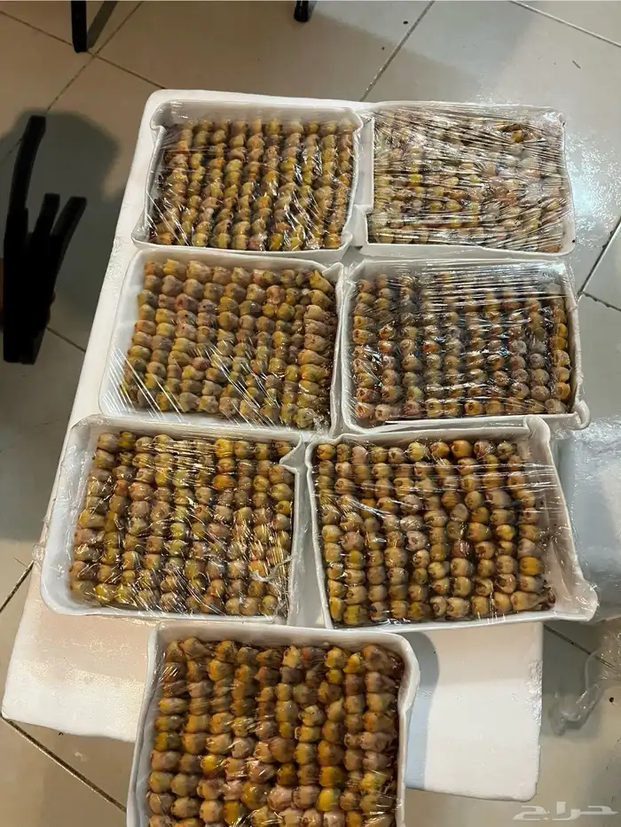 للبيع طيور دخل 0