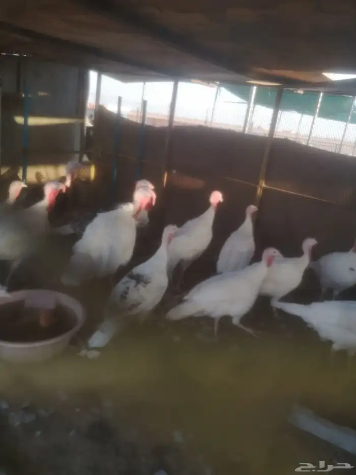 دجاج وديوك رومي 2