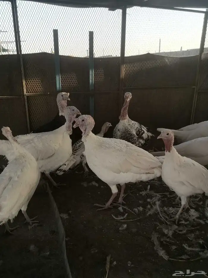 دجاج وديوك رومي 0