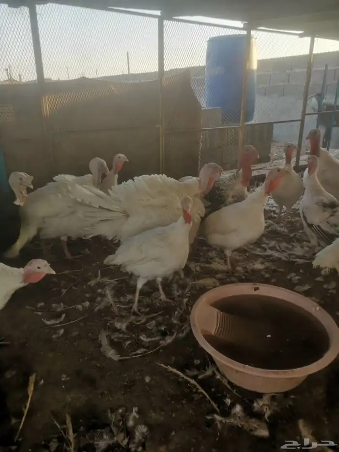 دجاج وديوك رومي 1