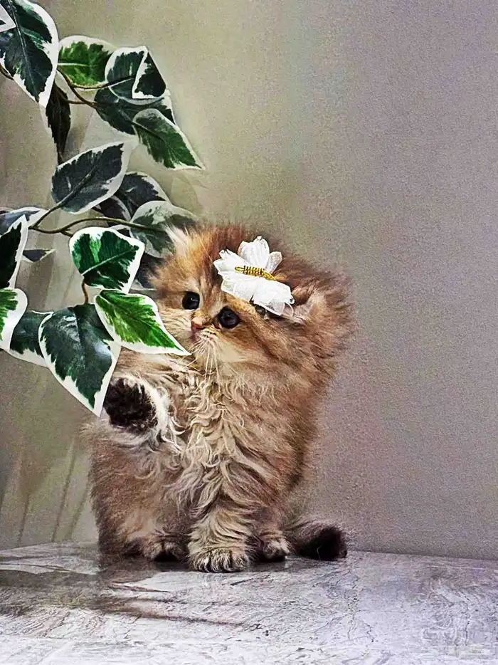 قطط صغيره _ كتن سكوتش بيور للبيع 0