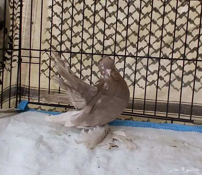 حمام كرنقو الاسكا 0