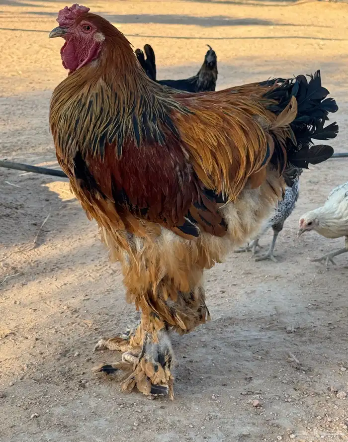 براهما 3