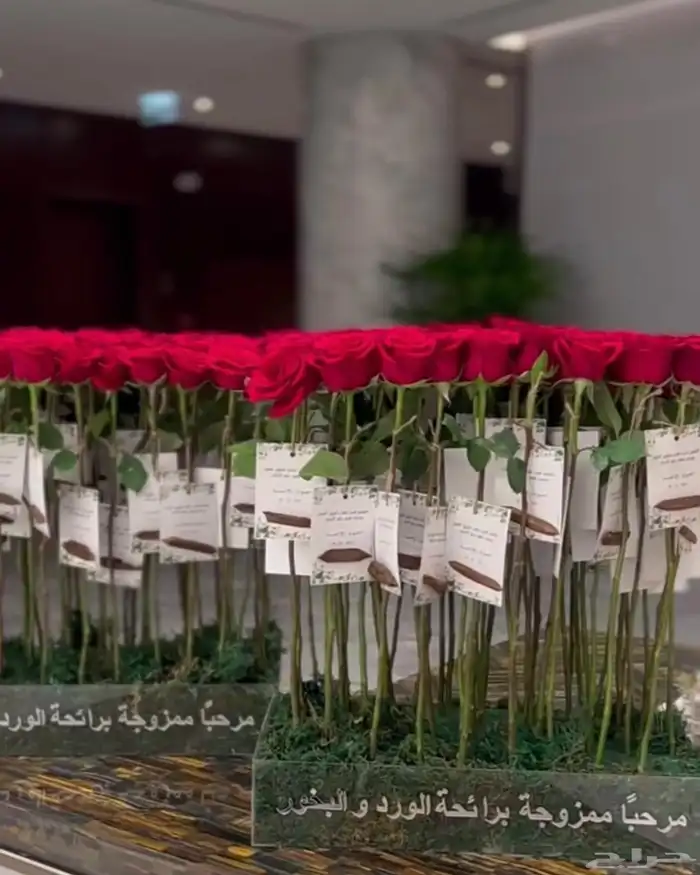 استقبال مواليد 4