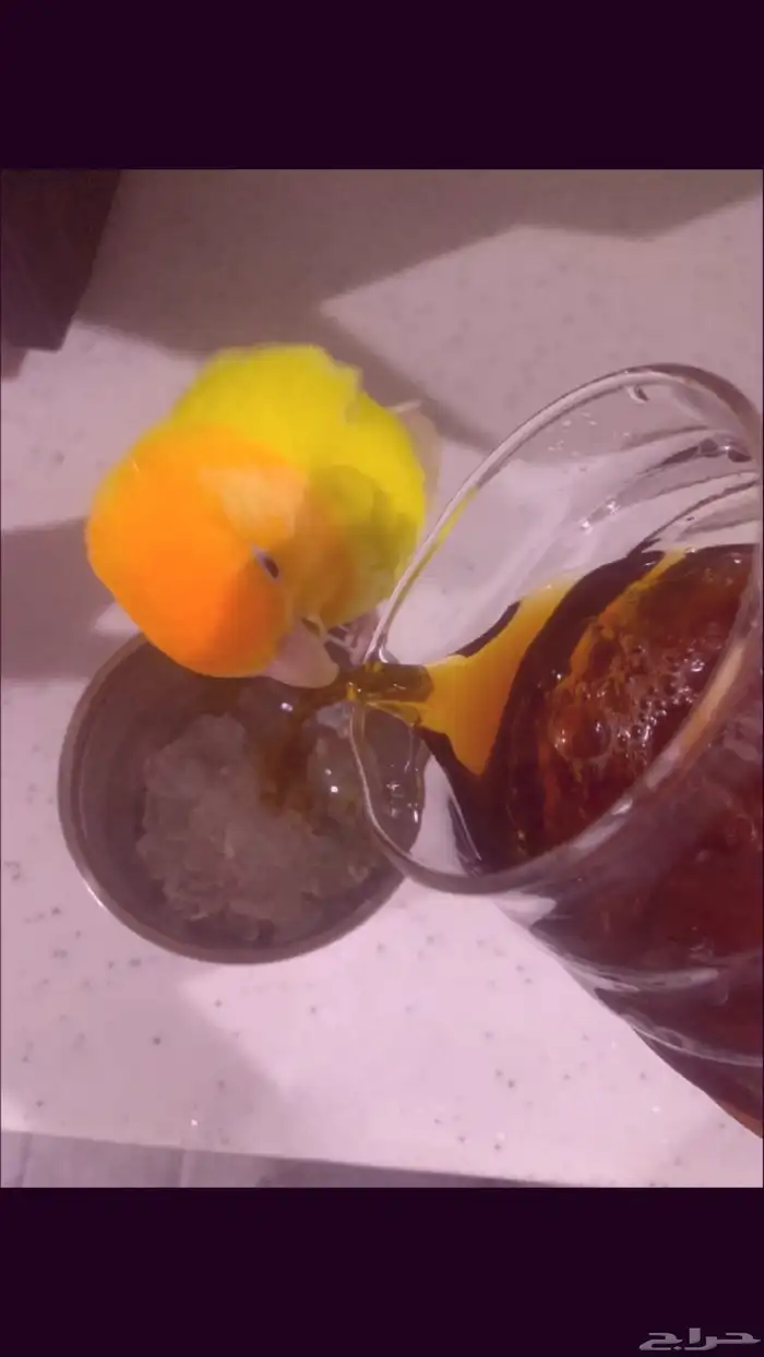 طير روز للبيع 0