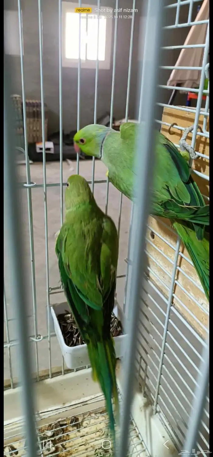 زوج درة هندي منتج على الشرط 3