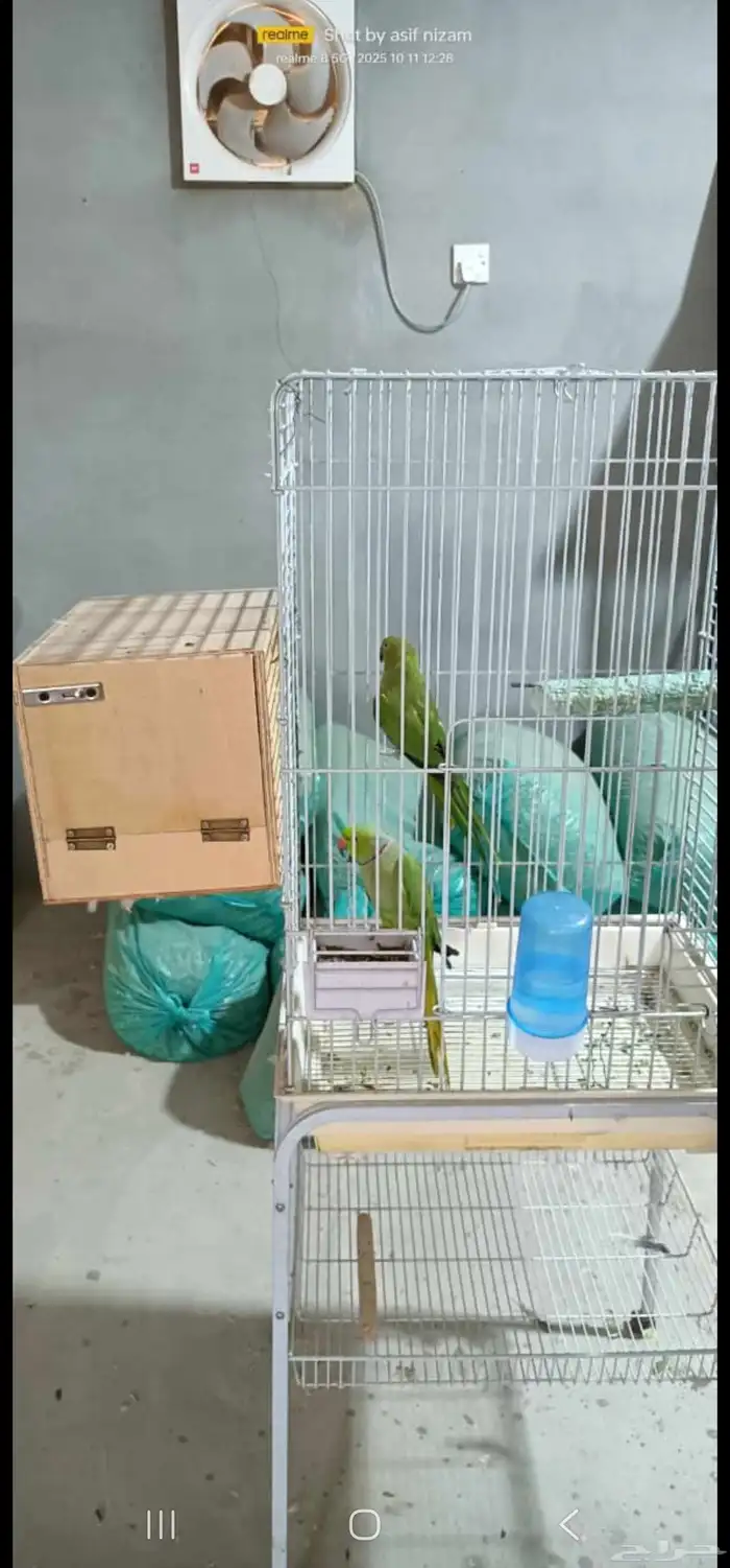 زوج درة هندي منتج على الشرط 4