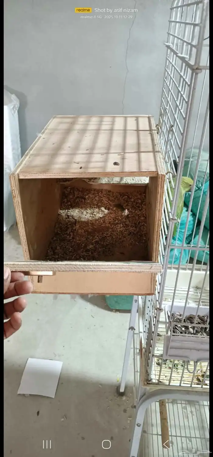 زوج درة هندي منتج على الشرط 5