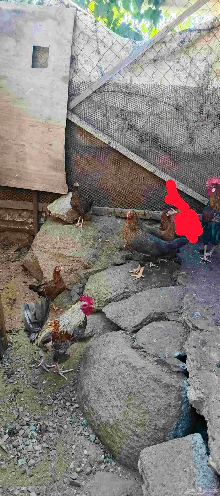 دجاج بلدي ترثه مشروط من كل شي 1