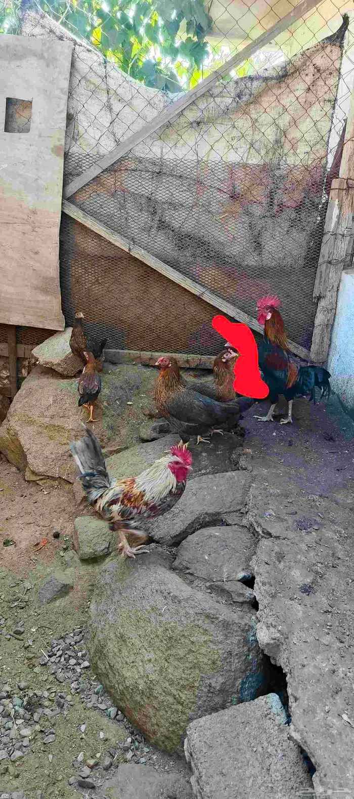 دجاج بلدي ترثه مشروط من كل شي 0