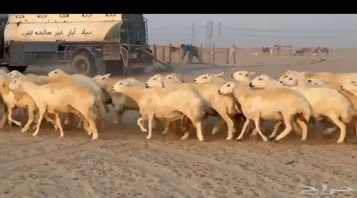 غنم حريات 65 3