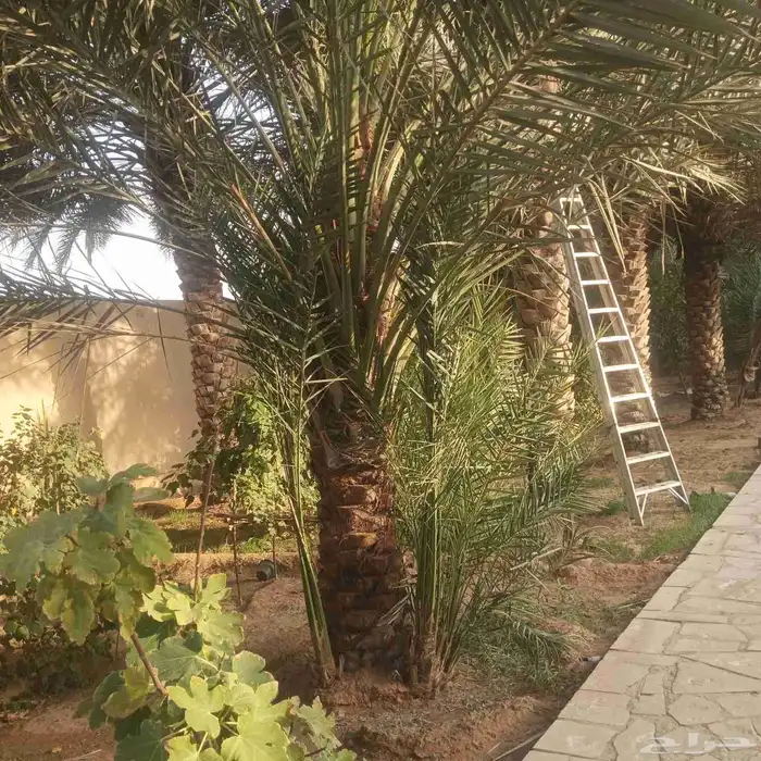 يوجد لادينا نخل عربي جميع انواع 8