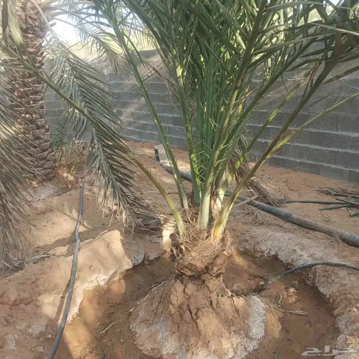 يوجد لادينا نخل عربي جميع انواع 6