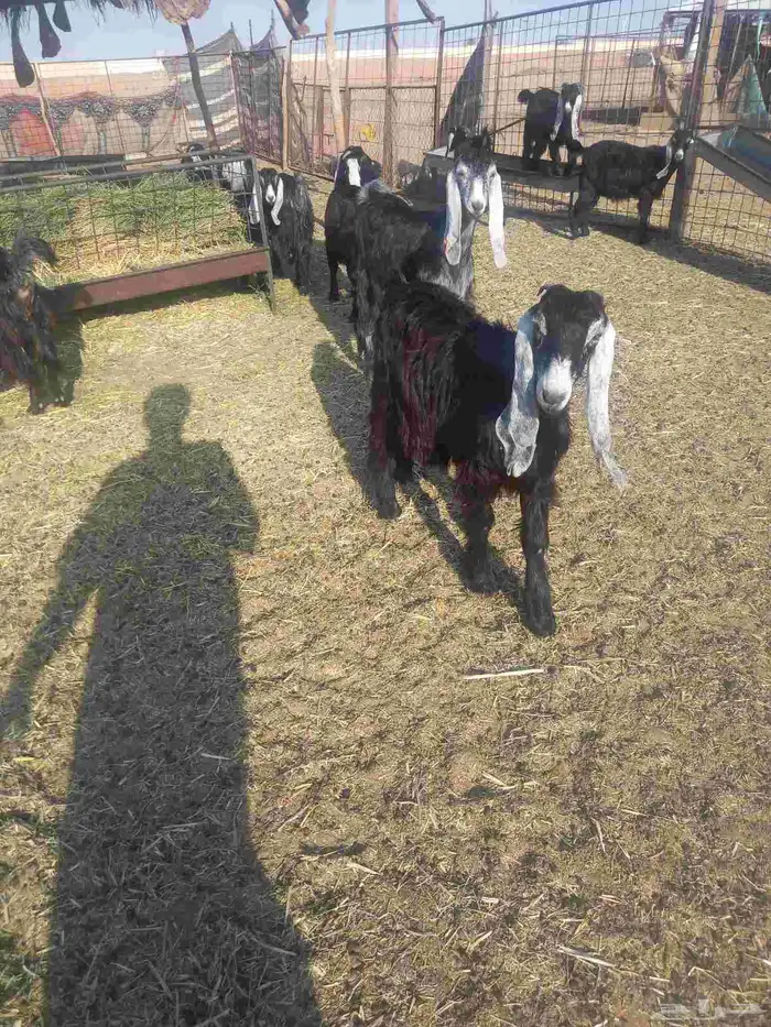 للبيع جفرات مراح واحد طيبات وسليمه شرط العدد 20 كلهن جفرات 1