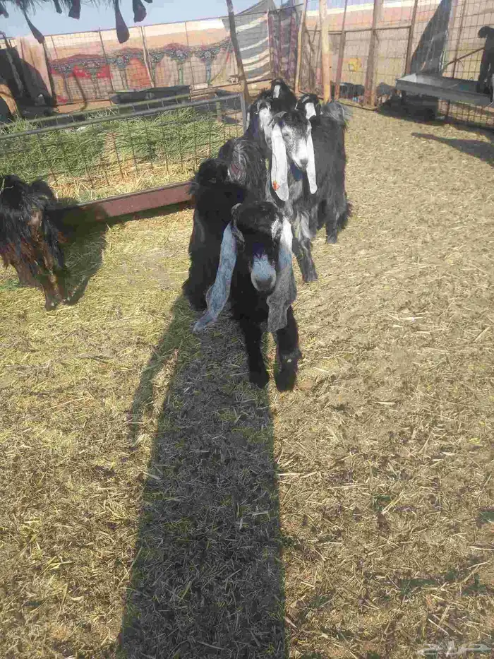 للبيع جفرات مراح واحد طيبات وسليمه شرط العدد 20 كلهن جفرات 2